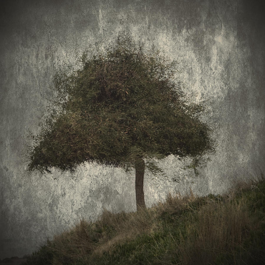 Lonely Tree Photograph by Stelios Kleanthous