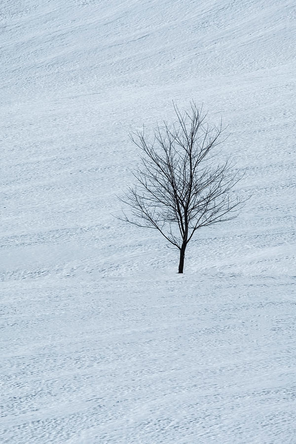Lonely Tree Photograph by Tom Singleton
