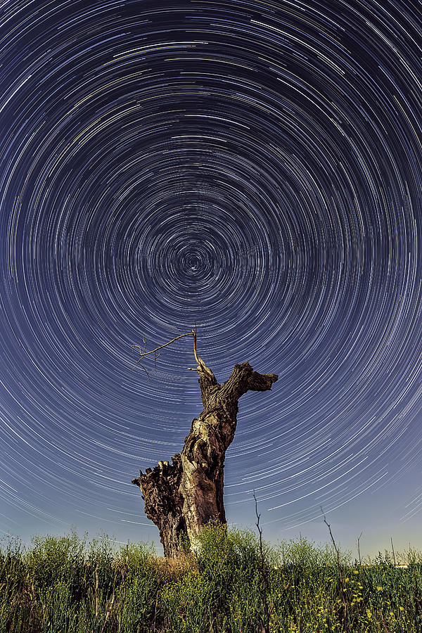 Lonely Tree Under Star Trails Photograph by Don Hoekwater Photography