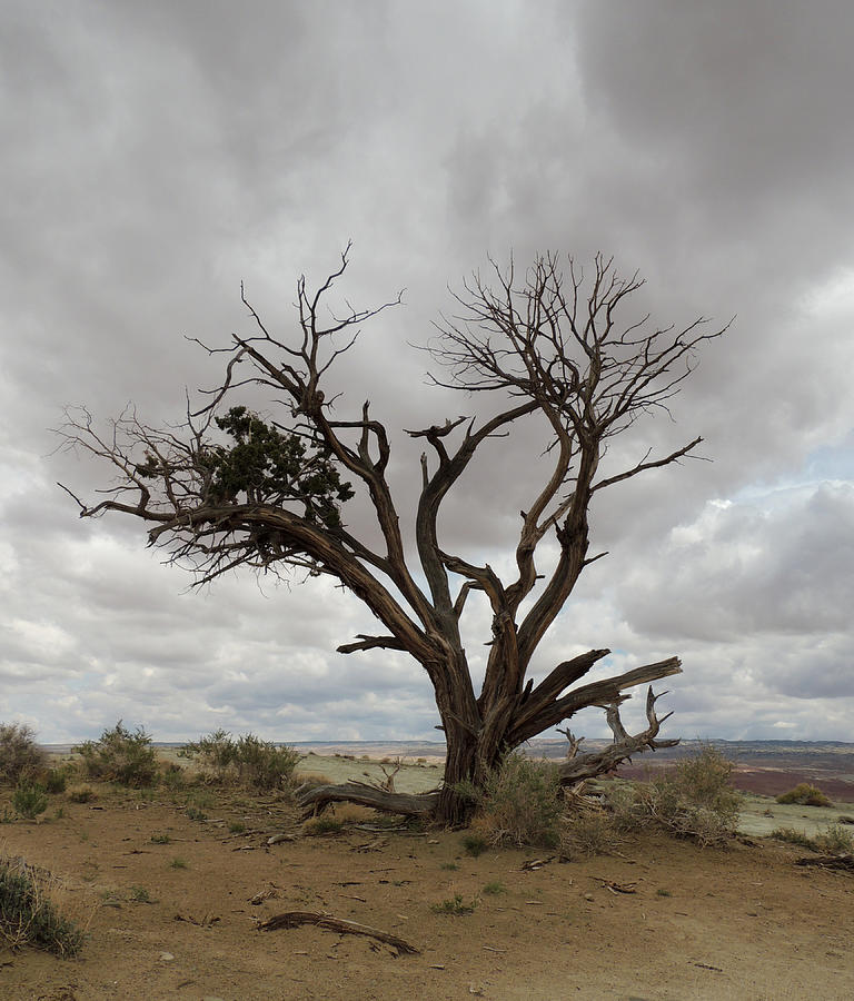 Lonely Tree Utah Photograph by Andrew Chambers