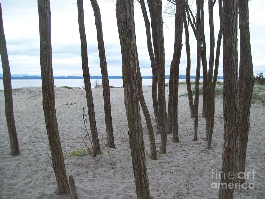 Lonely Trees By The Sea Photograph by Carol Riddle
