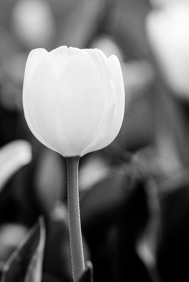 Lonely tulip in black and white Photograph by Vishwanath Bhat