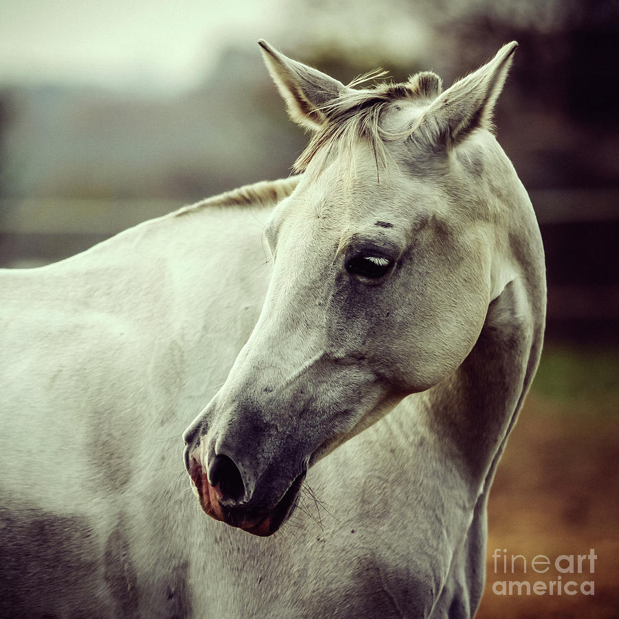 White horse close up vintage colors portrait Photograph by Dimitar Hristov