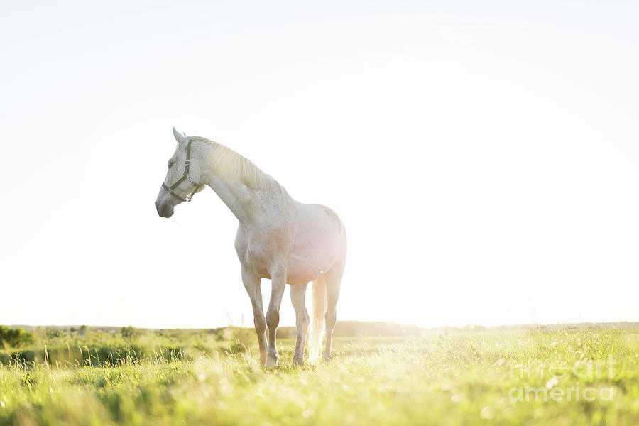 Lonely white horse standing on the grass field in the sunset. Photograph by Michal Bednarek