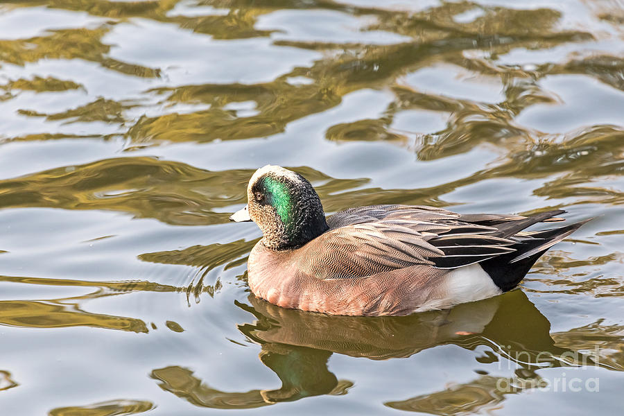 Lonely Wigeon Photograph by Kate Brown