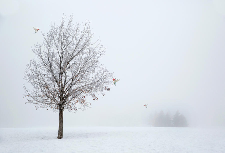 Bird Photograph - Lonely Winter As The Birds Return by Georgiana Romanovna