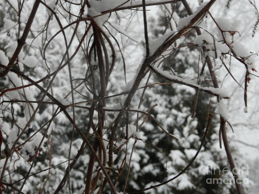 Lonely Winter Photograph by Diamante Lavendar