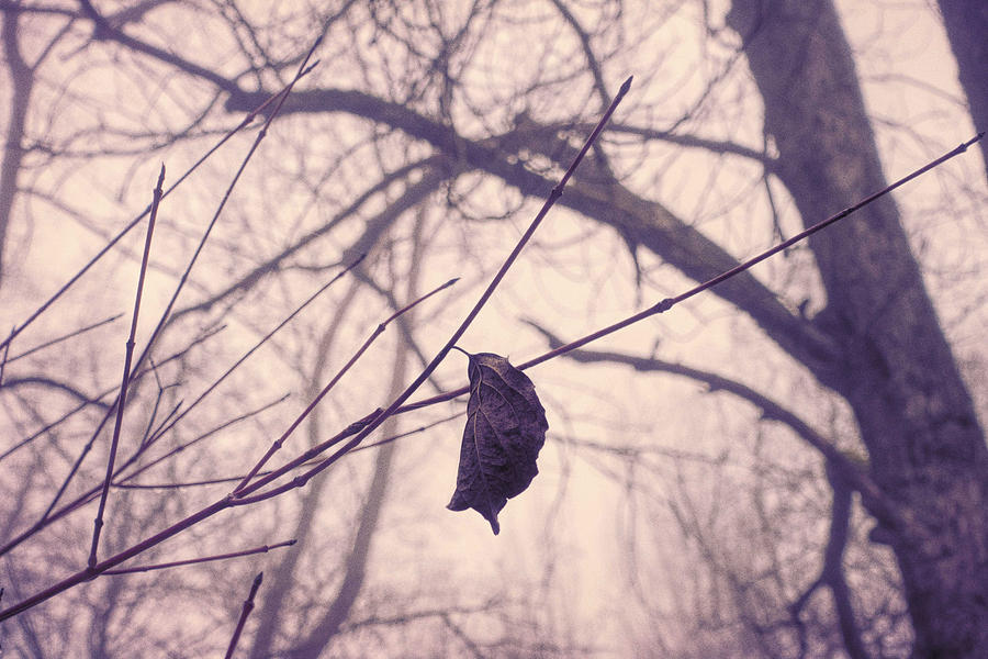 Winter Photograph - Lonely Winter Leaf by Antique Images 