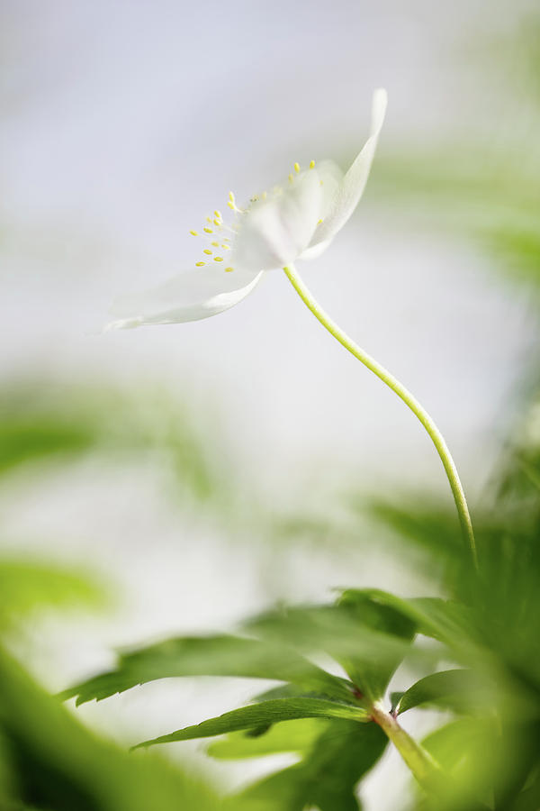 Lonely Wood Anemone - Spring Flower Photograph by Dirk Ercken