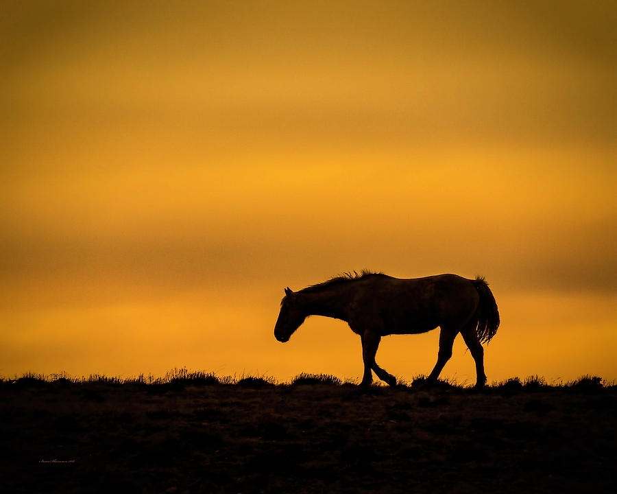 Lonely Wyoming Horse in Silhouette Photograph by Sam Sherman