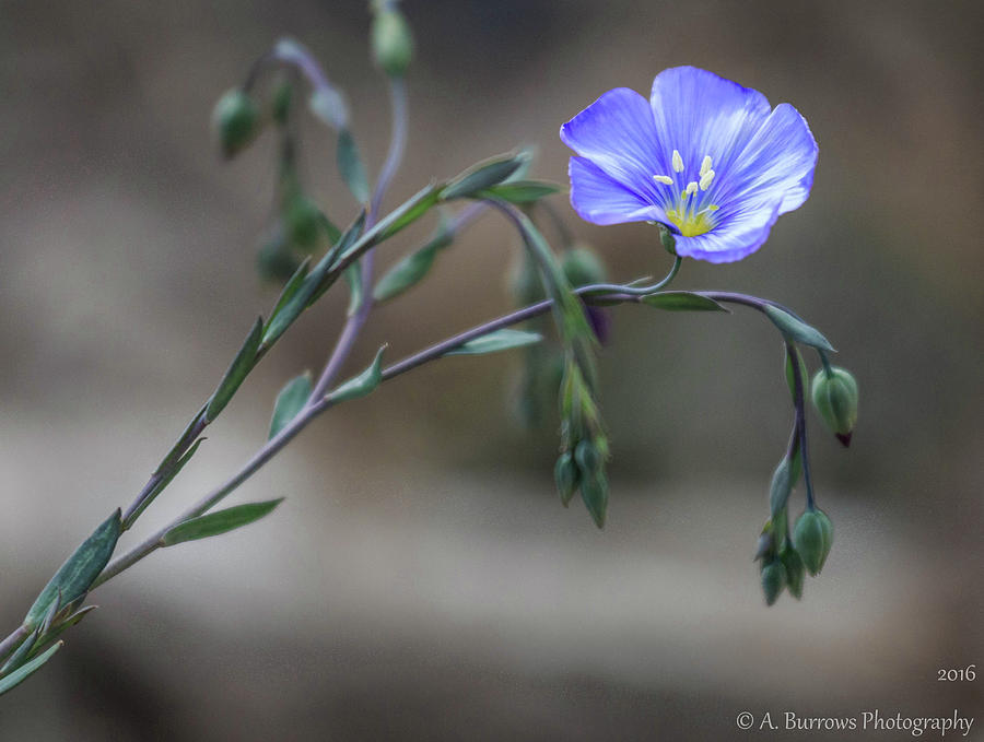 Lonesome Blue Flax Photograph by Aaron Burrows