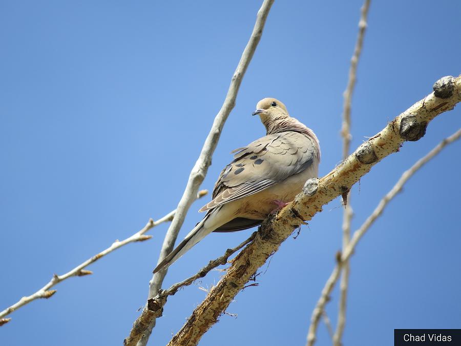 Lonesome Dove Photograph by Chad Vidas - Fine Art America