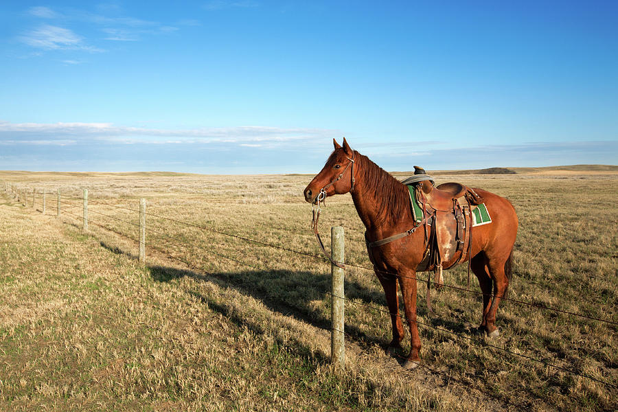 Lonesome Horse Photograph by Todd Klassy