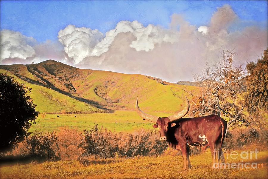 Lonesome Longhorn Photograph by Gus McCrea