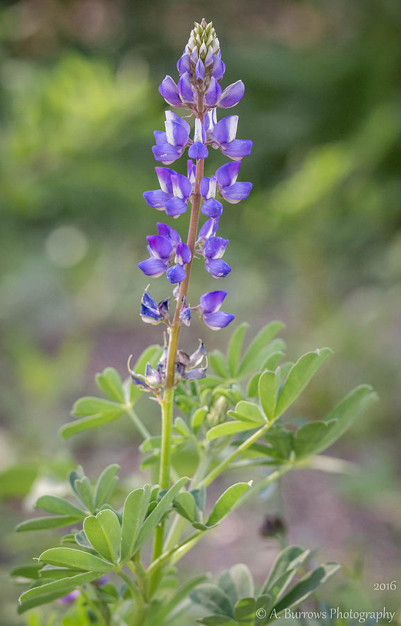 Lonesome Lupine Photograph by Aaron Burrows