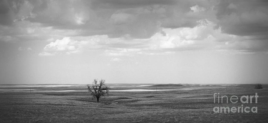 Lonesome Oak Photograph by Nadalyn Larsen