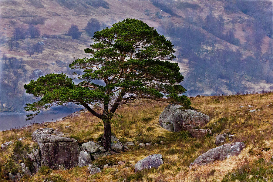 Lonesome Pine Photograph by Derek Beattie - Fine Art America