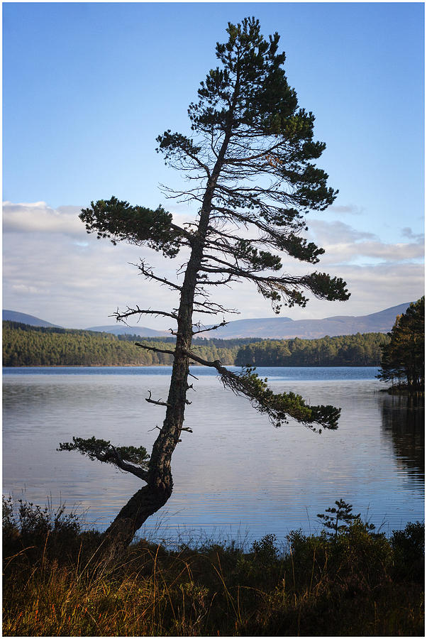 Lonesome Pine Photograph by John Fotheringham - Fine Art America