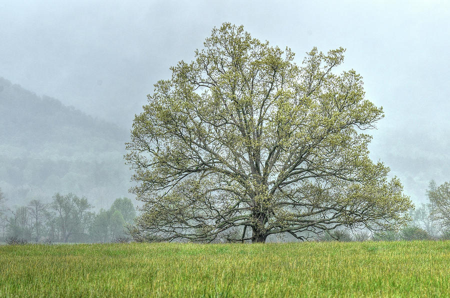 Lonesome Tree Photograph by Blaine Owens