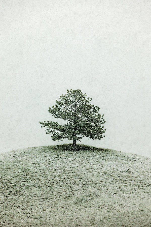 Lonesome Tree Stands Alone in a Snow Storm Photograph by Todd Klassy