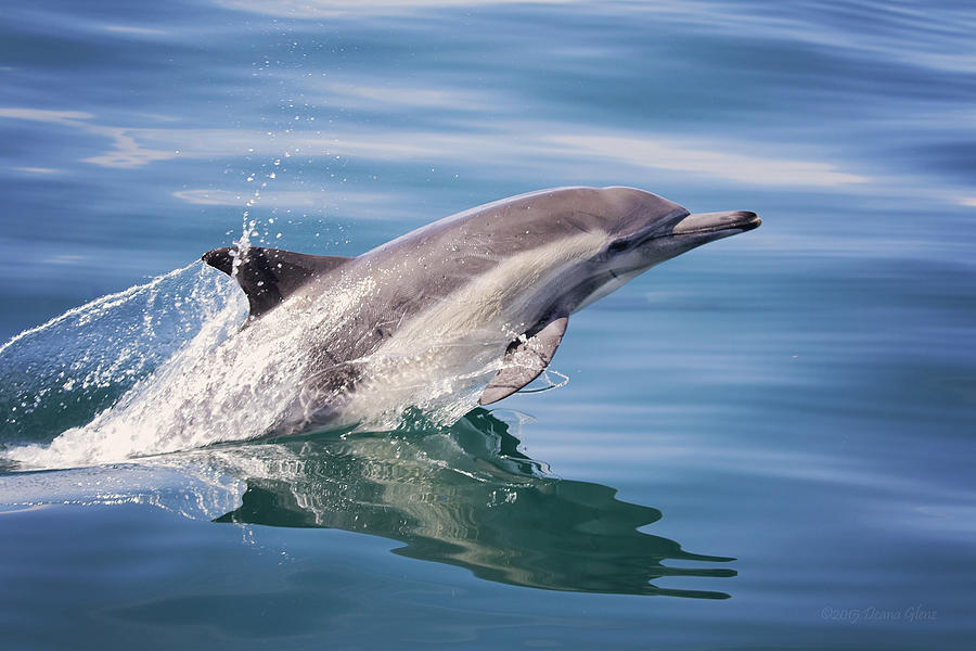 Long Beaked Common Dolphin Photograph by Deana Glenz