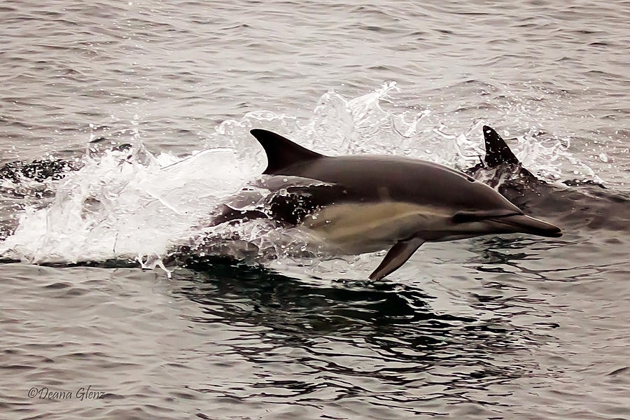 Long Beaked Common Dolphin Jumping Photograph by Deana Glenz