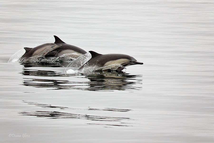 Long Beaked Common Dolphin with Calf Photograph by Deana Glenz