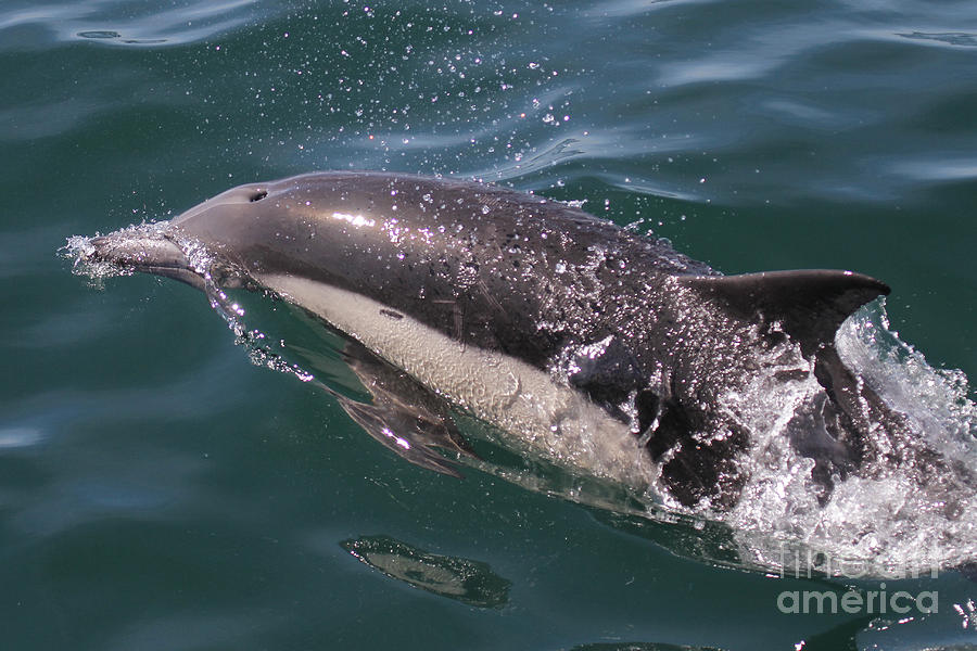 Common Dolphin Photograph - Long-Beaked Common dolphins in Monterey Bay 2015 #1 by Monterey County Historical Society