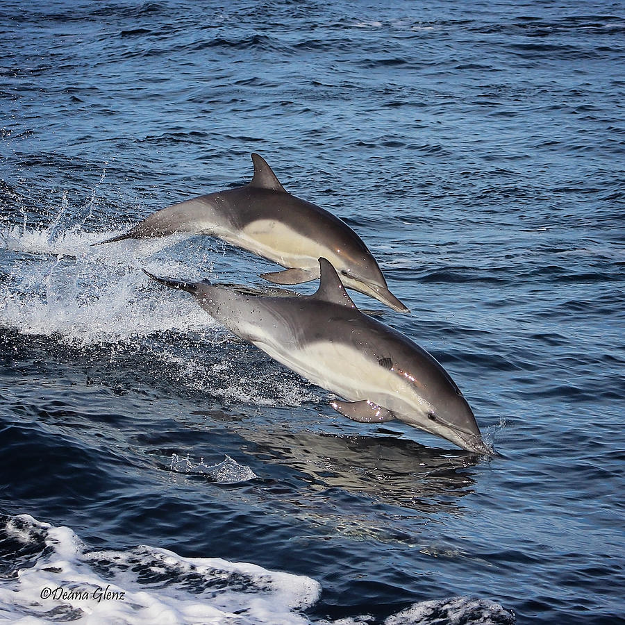 Long Beaked Common Dolphins Porpoising Photograph by Deana Glenz