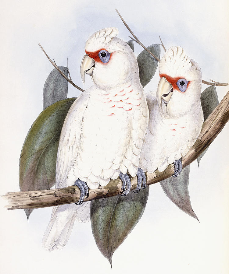 John Gould Painting - Long-billed Cockatoo by John Gould