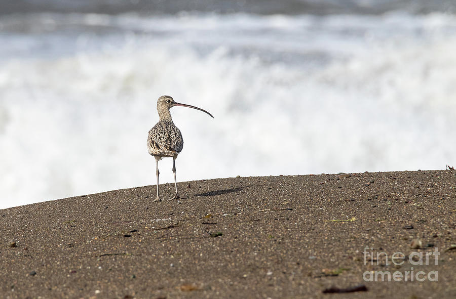 Long-billed Curlew Photograph - Long-Billed Curlew  7A9906 by Stephen Parker