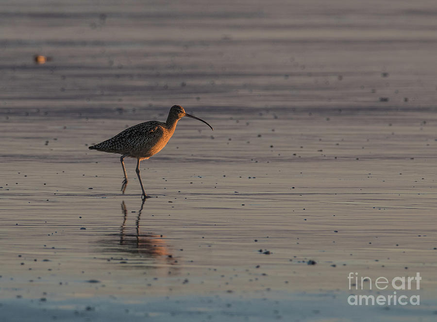 Long-billed Curlew Photograph - Long-Billed Curlew  7A9987 by Stephen Parker