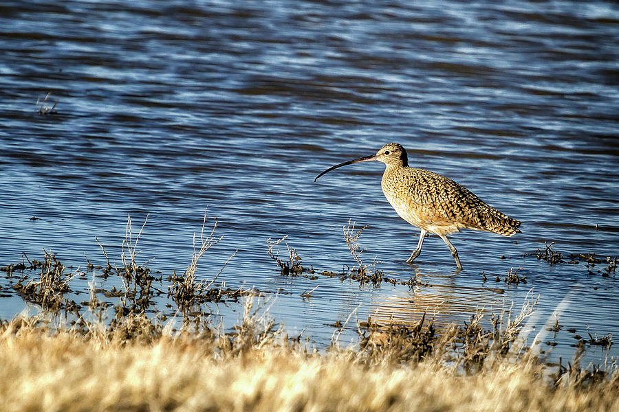 Long-Billed Curlew Photograph by Belinda Greb