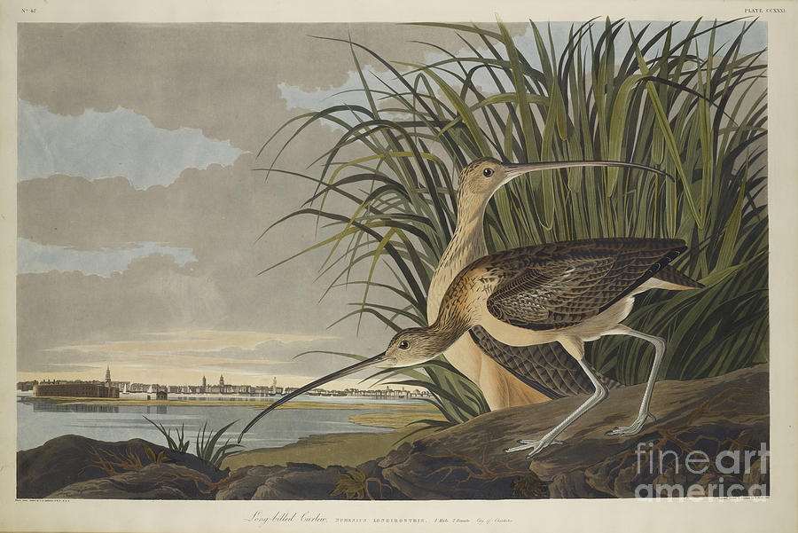 Long-billed Curlew Painting by Celestial Images