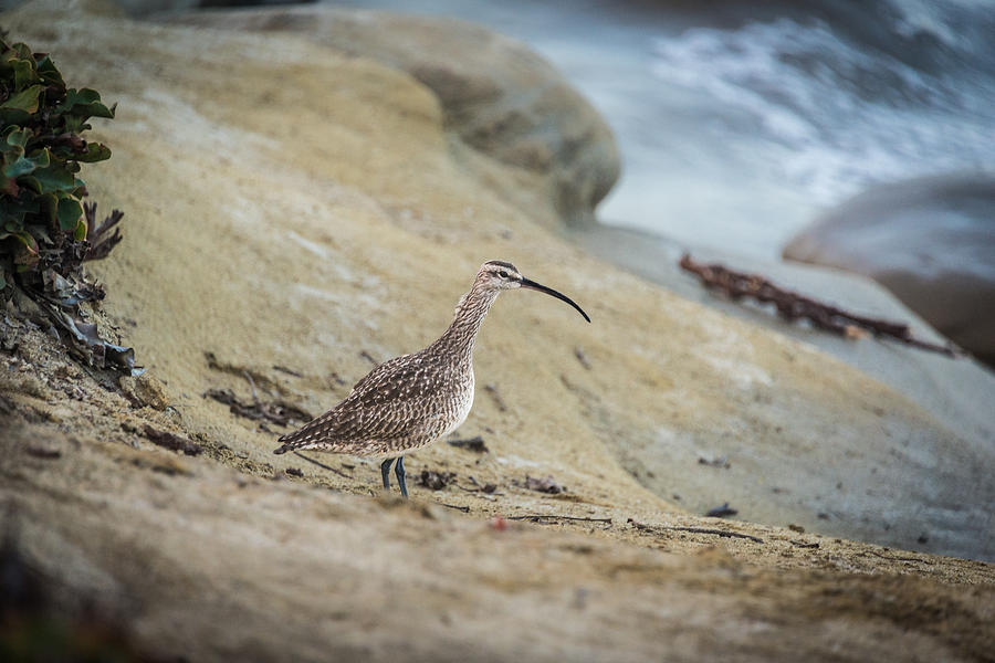 Long Billed Curlew Photograph by David Downs