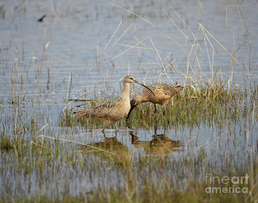 Long-billed Curlew Photograph by Denise Bruchman