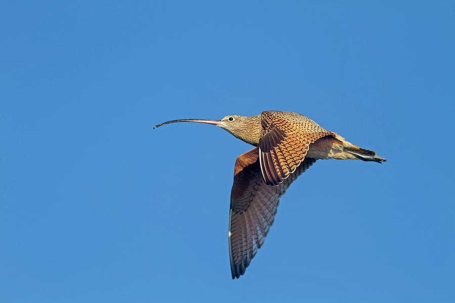 Long-billed Curlew in Flight Photograph by Mark Miller