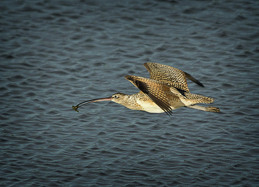 Long-Billed Curlew in Flight Photograph by Morgan Wright
