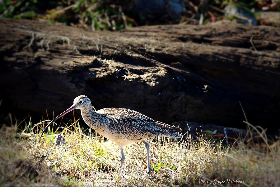 Bird Photograph - Long Billed Curlew by Joyce Dickens