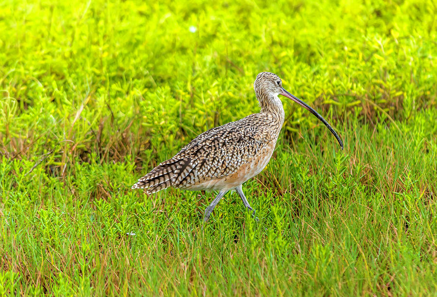 Long-billed Curlew Photograph by Leticia Latocki