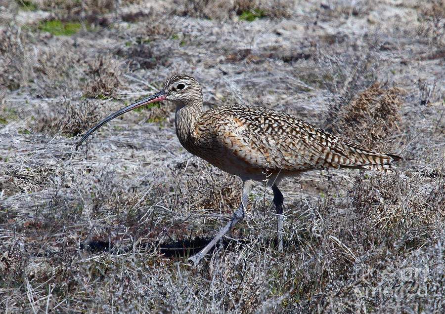 Long-billed Curlew Photograph by Marty Fancy
