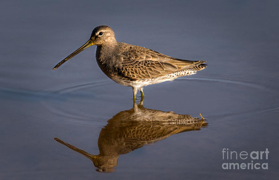 Long-billed Dowitcher Photograph by Lisa Manifold