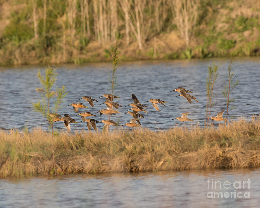 Long Billed Dowitchers in Flight Photograph by Dennis Hammer