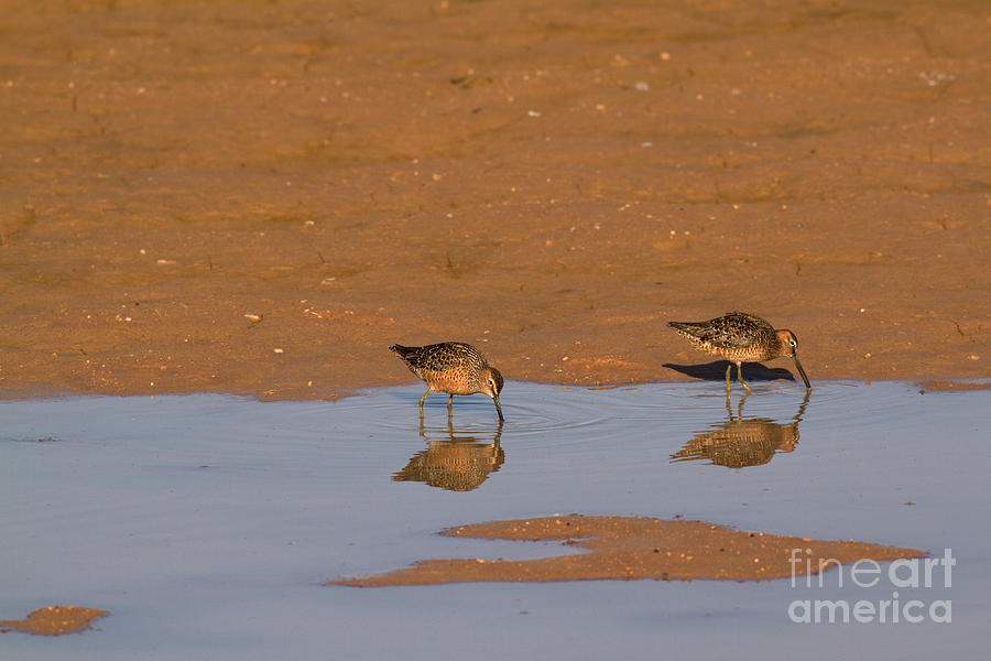 Bird Photograph - Long-billed Dowitchers by Kenneth M. Highfill