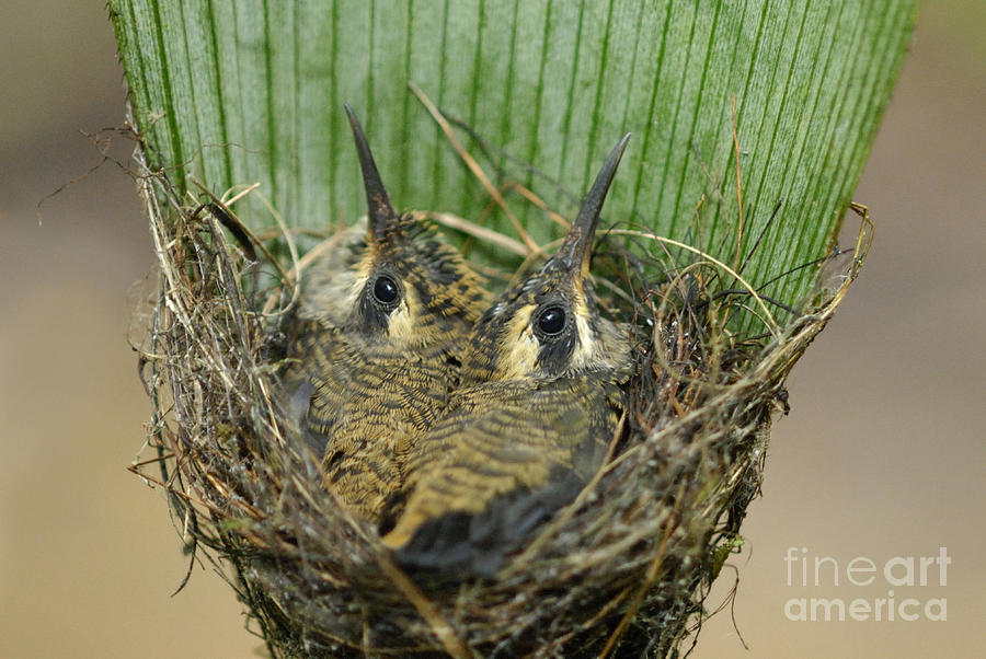 Long-billed Hermit Nest Photograph by Hugh Lansdown/FLPA