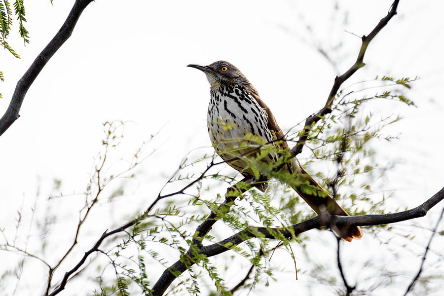 Bird Photograph - Long-billed Thrasher at Salineno Preserve in South Texas by Debra Martz