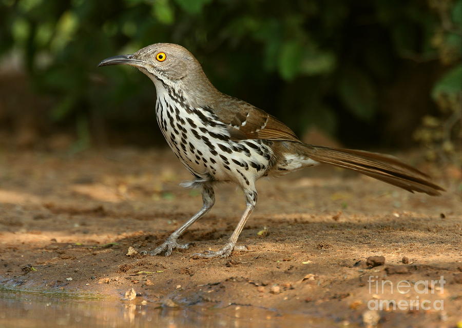 Long Billed Thrasher Photograph by Myrna Bradshaw | Fine Art America