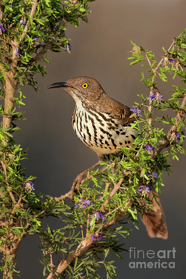 Long-billed Thrasher Toxostoma Longirostre Wild Texas Photograph by Dave Welling
