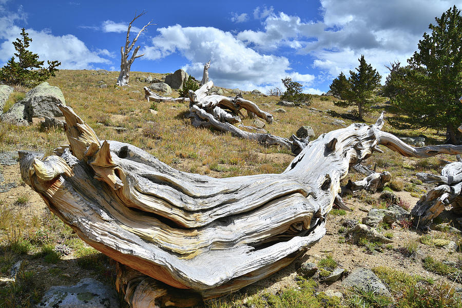 Long Bow Bristlecone Photograph by Ray Mathis