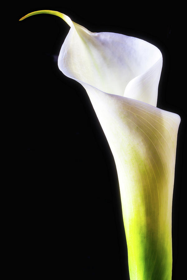 Long Calla Liliy Photograph By Garry Gay Fine Art America 7908